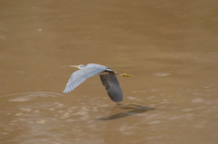 Egretta gularis