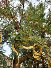 Gleditsia triacanthos