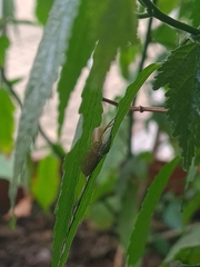 Arachosia praesignis