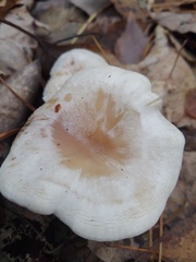 Clitocybe rivulosa
