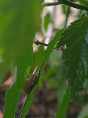 Arachosia praesignis