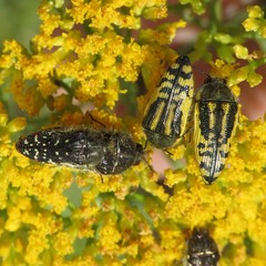 Acmaeodera amplicollis