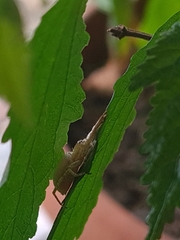 Arachosia praesignis