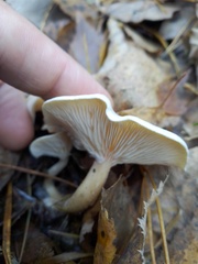 Clitocybe rivulosa