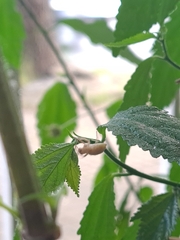 Arachosia praesignis