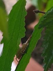 Arachosia praesignis