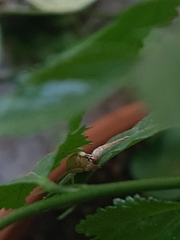 Arachosia praesignis