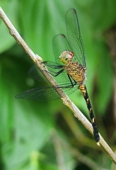 Libellulidae