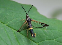 Synanthedon
