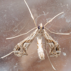 Lineodes integra