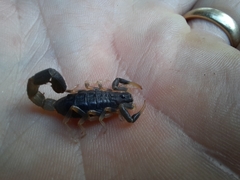 Uroplectes olivaceus