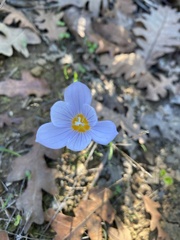 Crocus pulchellus