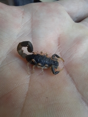 Uroplectes olivaceus