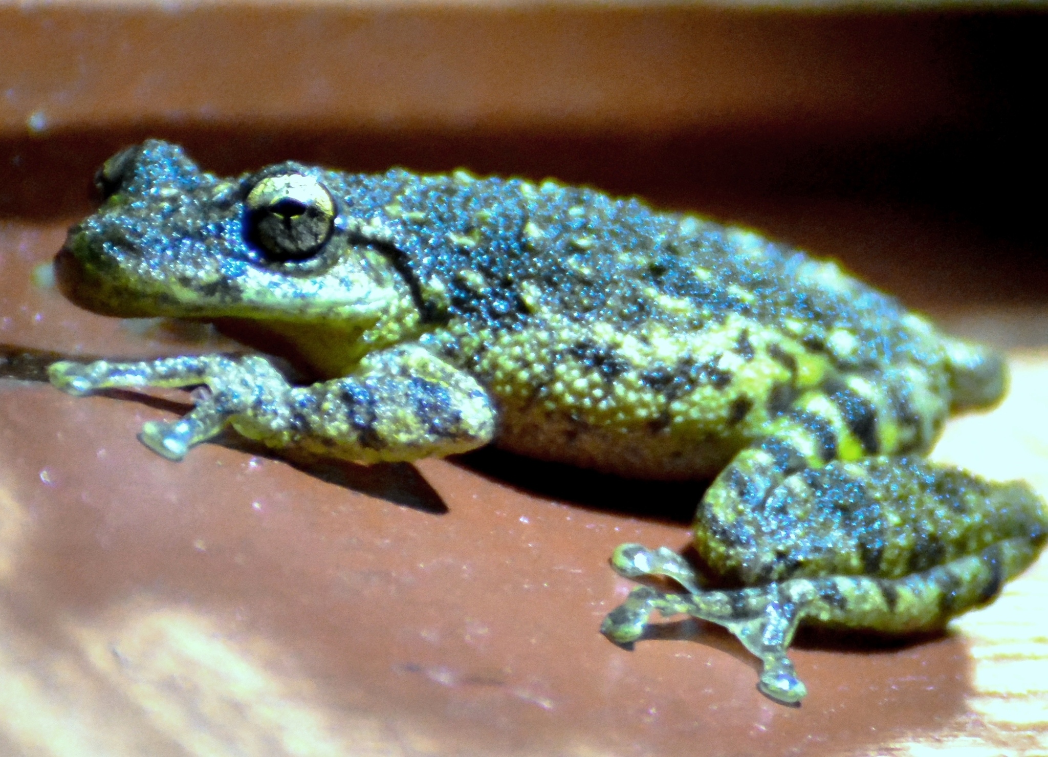 Fuscous-blotched Snouted Tree Frog (Scinax fuscovarius) · iNaturalist