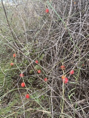 Ibervillea tenuisecta