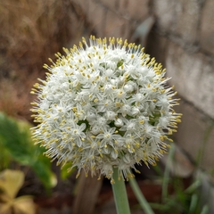 Allium cepa