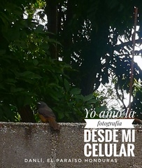 Saltator grandis