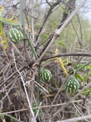 Ibervillea tenuisecta