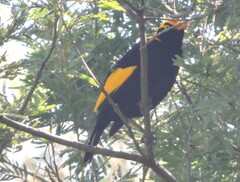 Sericulus chrysocephalus