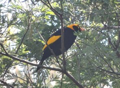 Sericulus chrysocephalus