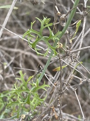 Ibervillea tenuisecta