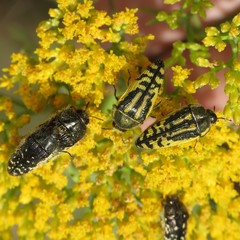 Acmaeodera amplicollis