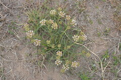 Asclepias mellodora