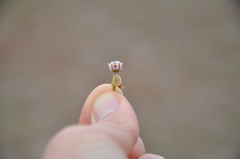 Asclepias mellodora
