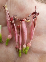 Tapinanthus dependens