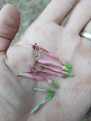 Tapinanthus dependens