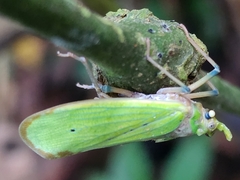 Fulgoridae