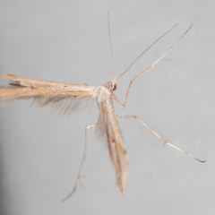 Emmelina