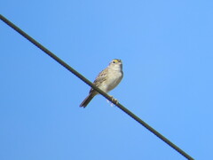 Ammodramus humeralis