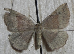 Apodrepanulatrix liberaria