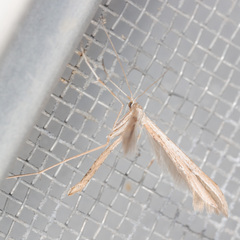 Emmelina