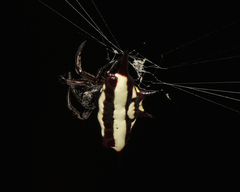 Gasteracantha fornicata