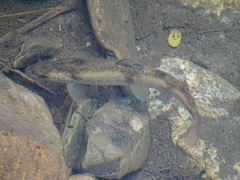 Salmo trutta fario