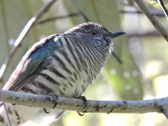 Chrysococcyx lucidus