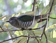 Chrysococcyx lucidus