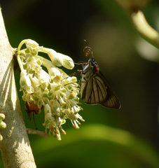 Paracarystus hypargyra