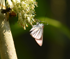 Paracarystus hypargyra