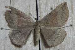 Apodrepanulatrix liberaria