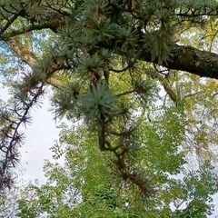 Larix decidua