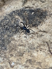Liophrurillus flavitarsis
