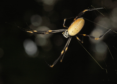 Trichonephila plumipes