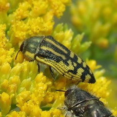 Acmaeodera amplicollis