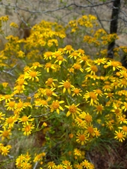 Senecio pampeanus