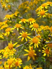 Senecio pampeanus