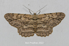 Hypomecis transcissa