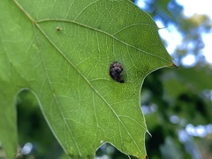 Taphrina caerulescens